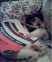 Pop 485 Cat