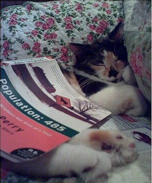 Pop 485 Cat