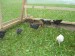 Future Egg-Makers, First Morning