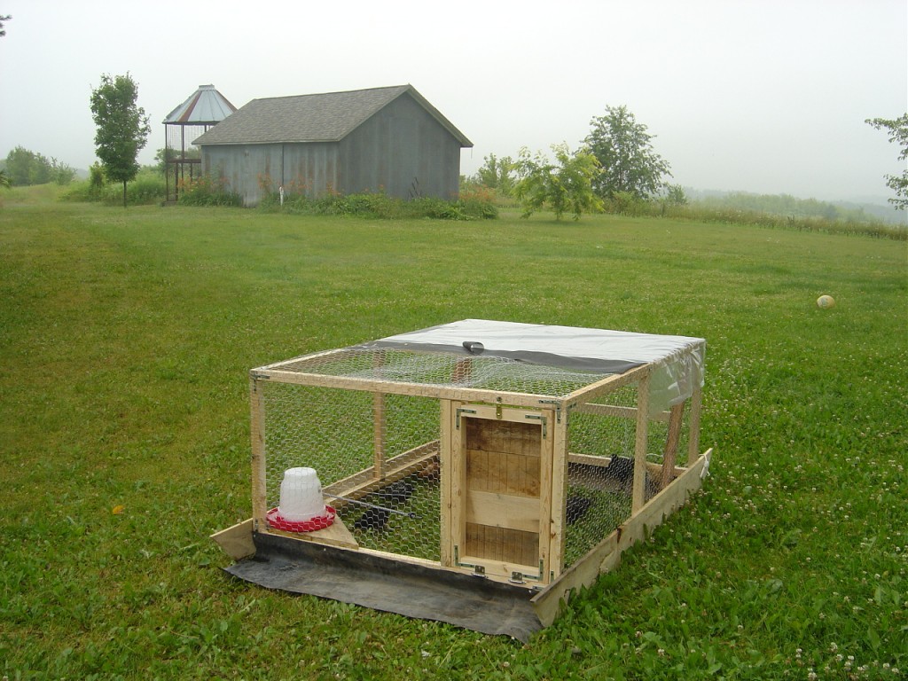 Chicken Tractor, first morning