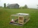 Chicken Tractor, first morning