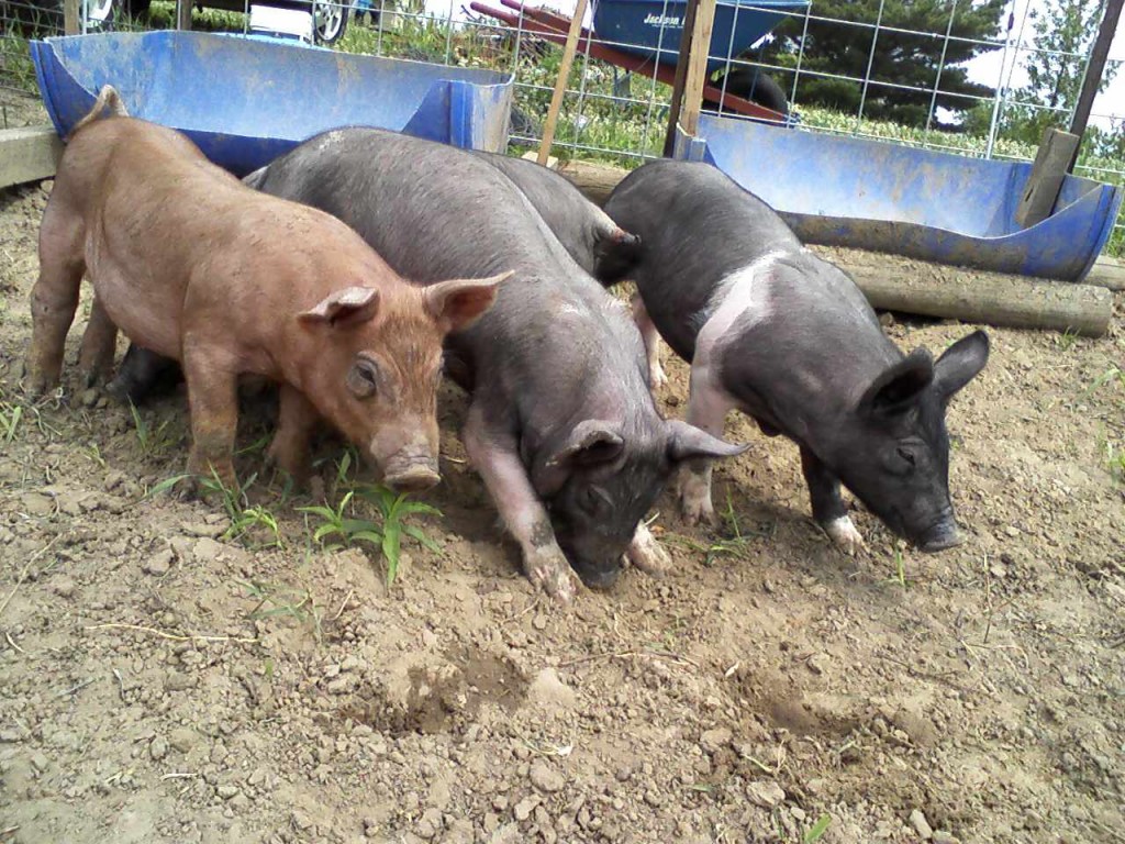 Pigs of 2009 - 1