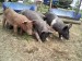 Pigs of 2009 - 1