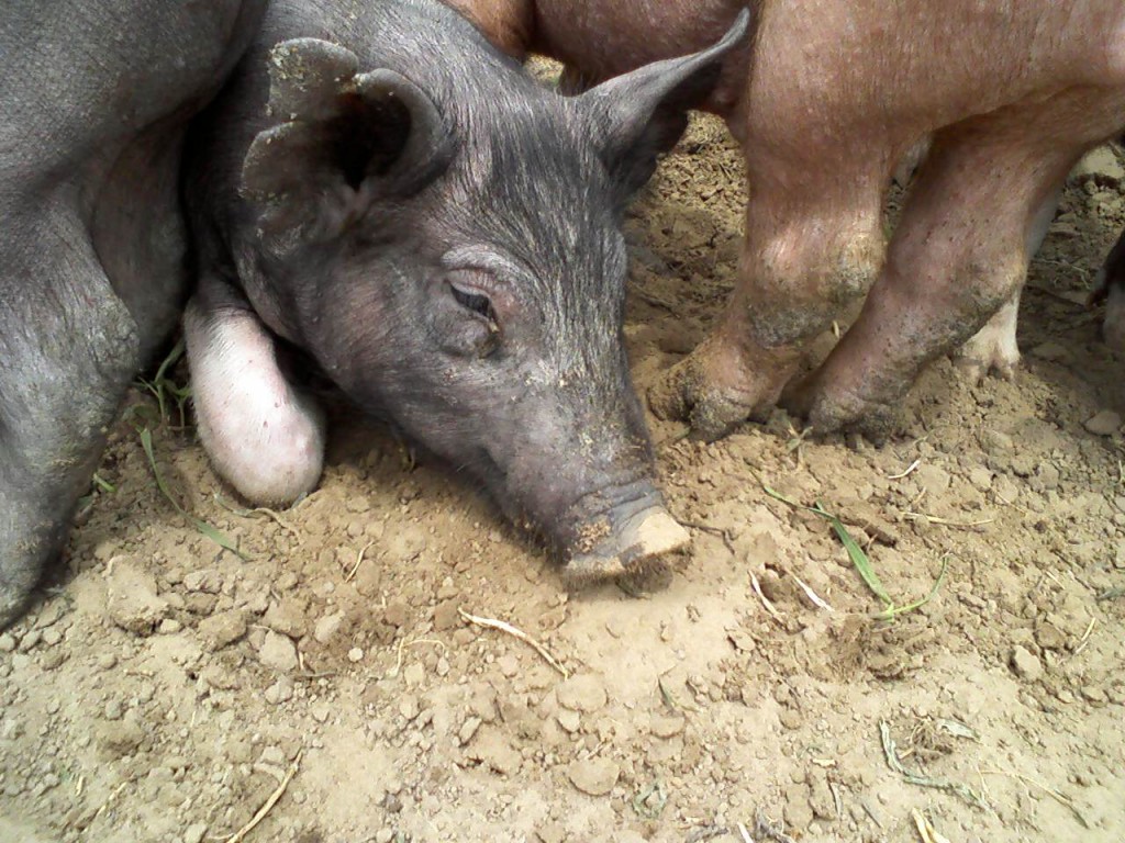 Pigs of 2009 - 2