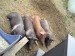 Pigs of 2009 - 3