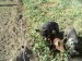 Pigs get new food 1