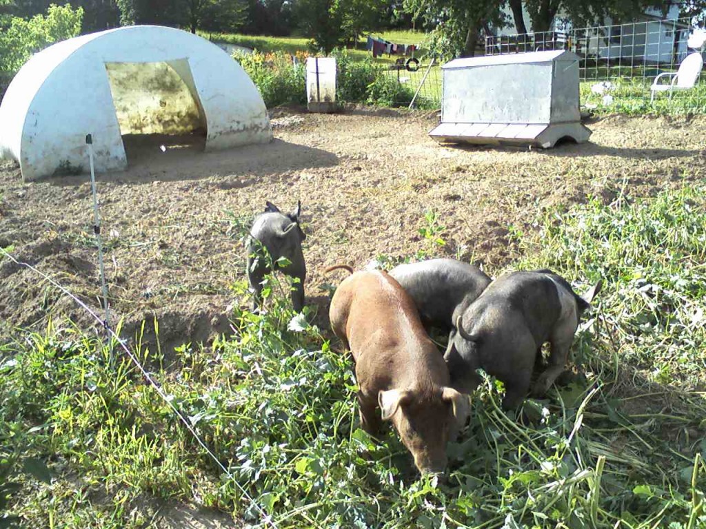Pigs get new food 2