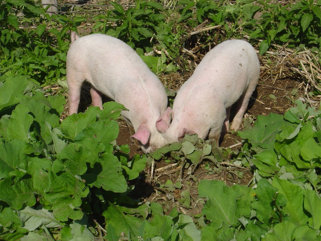 01 - Pigs
