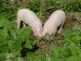01 - Pigs
