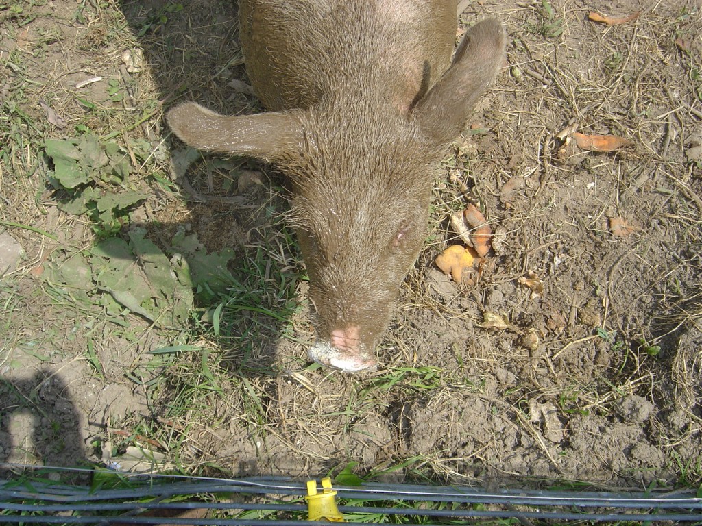 05 - Pigs