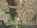 05 - Pigs