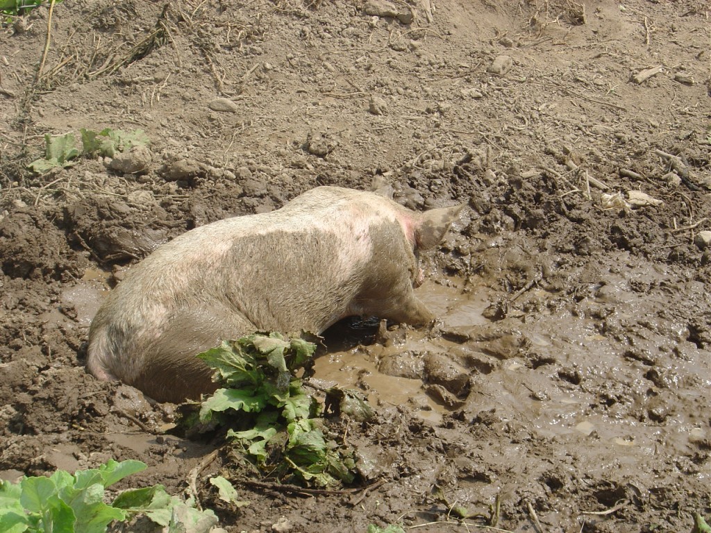 02 - Pigs