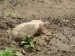 02 - Pigs