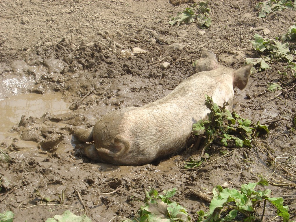 04 - Pigs