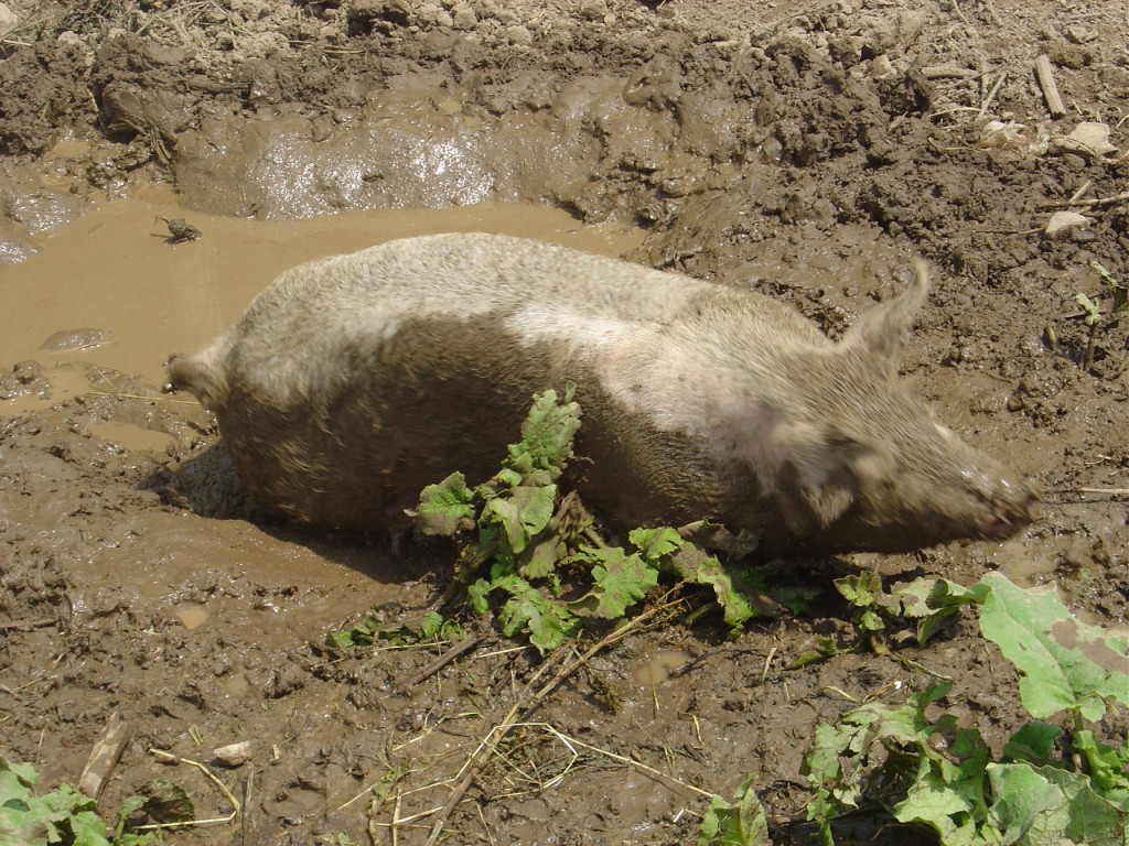 03 - Pigs
