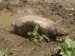 03 - Pigs