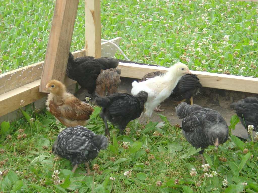 06 - Chicken flock, Day One.