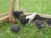 06 - Chicken flock, Day One.