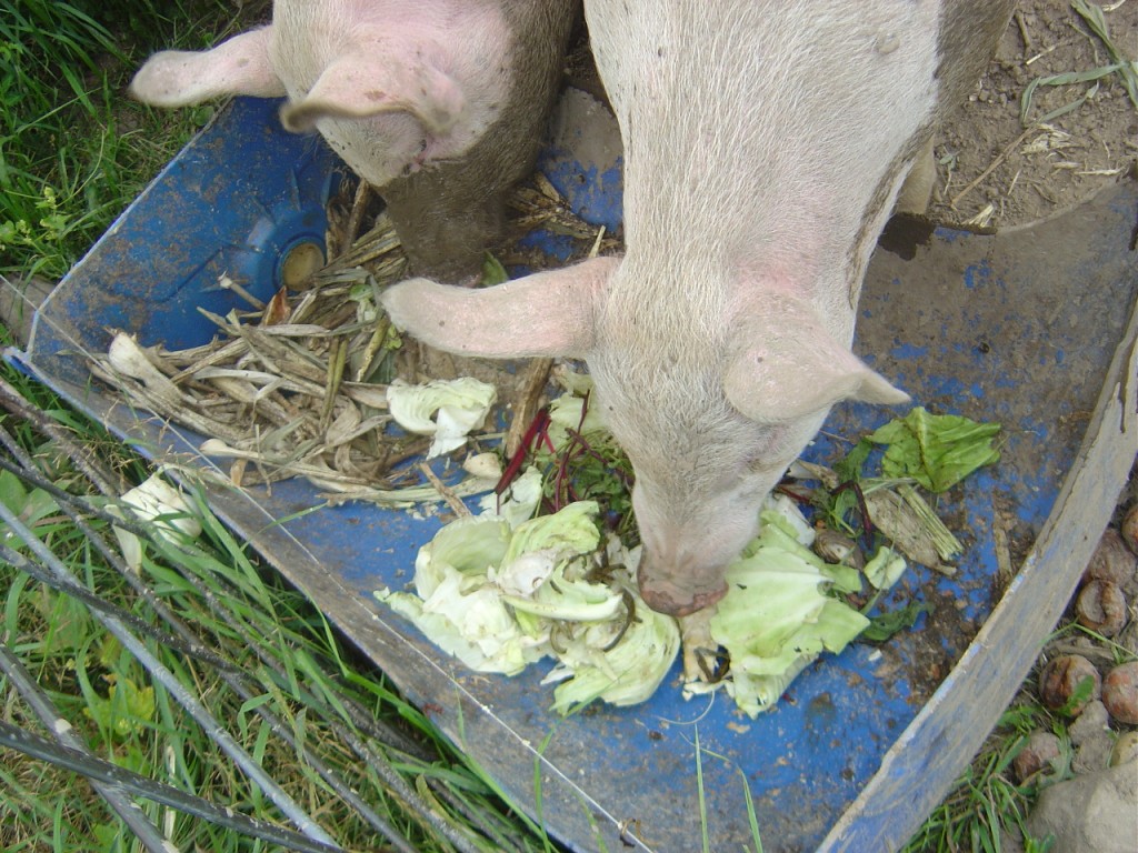 10 - Cabbage and Beet Greens