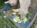 10 - Cabbage and Beet Greens