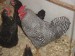 24 - Knuckles the Rooster