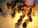 26 - Chicken or Egg?