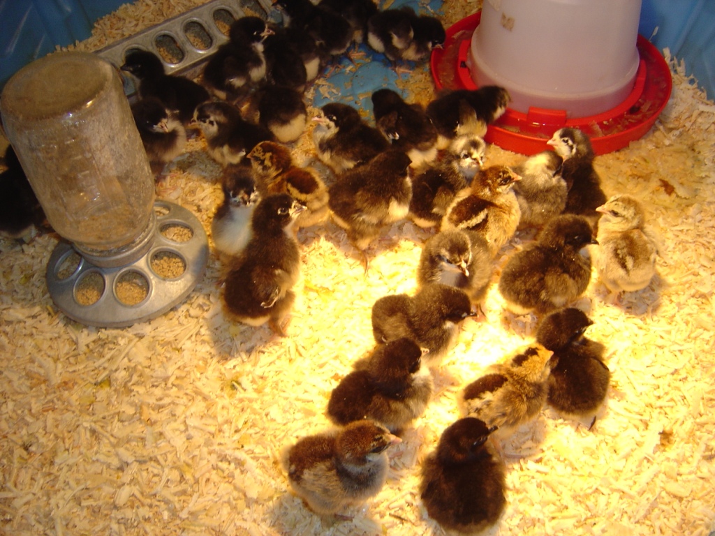 26 - Chicken or Egg?