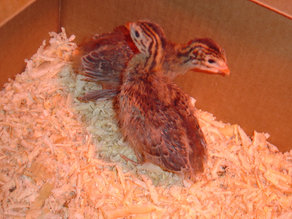 27 - Keets