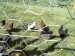 Rooster #1