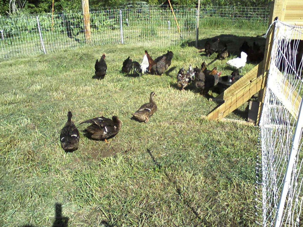 It Ain't All Chickens