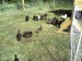 It Ain't All Chickens