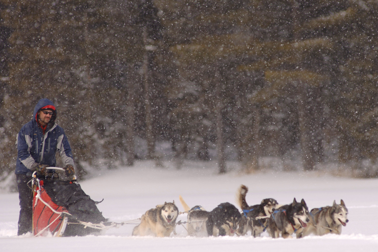 Mike mushing. c. Layne Kennedy.