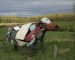 cow 005