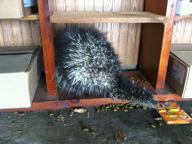 Porcupine