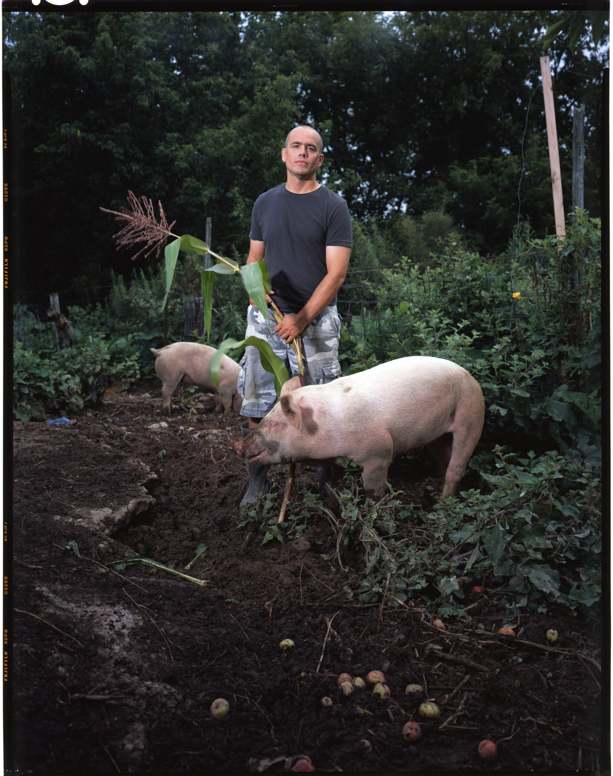 "Honor Pigs" Story in Panoptica