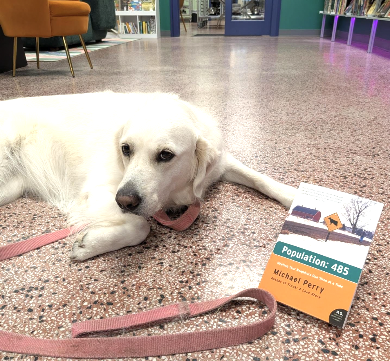Photos of Pets Enjoying Mike's Work